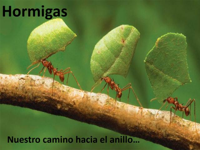 A cinco a�os del t�trico manual de adoctrinamiento �Hormigas�